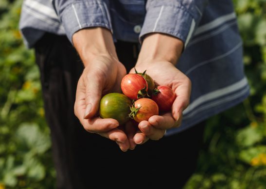 Coffret de semences - Collection de tomates