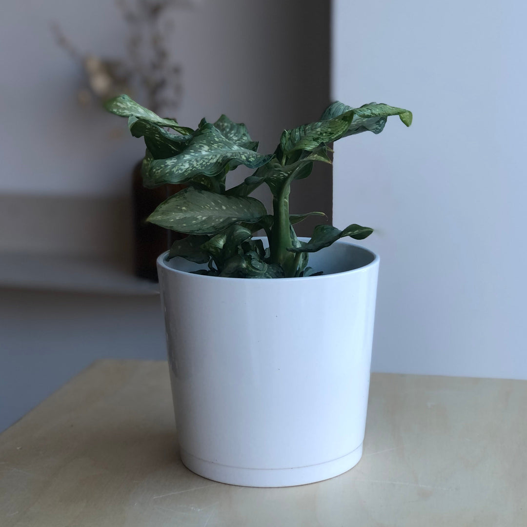Dieffenbachia Snow - 4 in