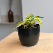 Philodendron Brazil - 4 po