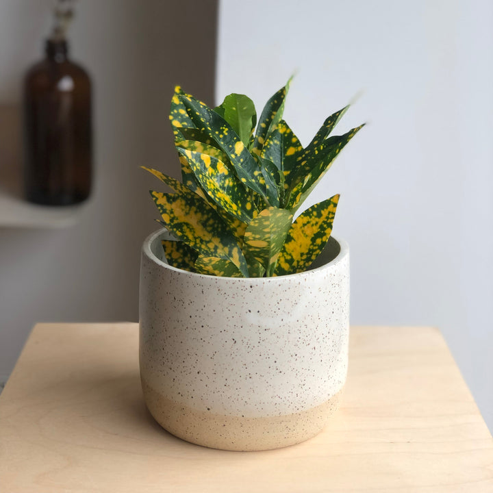 Croton Gold Dust - 3 in