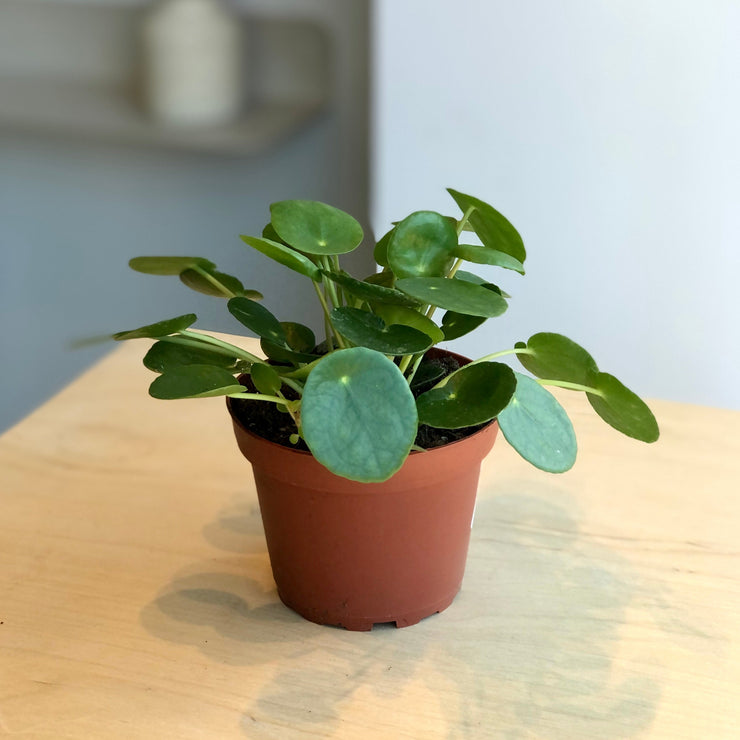 Pilea Money Tree - 4 in.