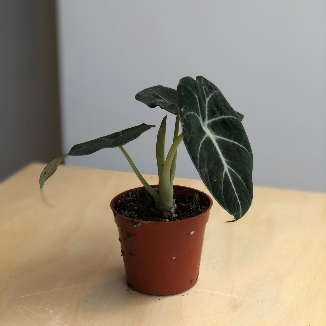 Alocasia Black Velvet - 2.5 in