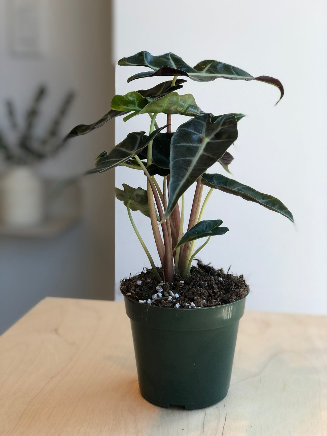 Alocasia Amazonica Polly - 4 in.