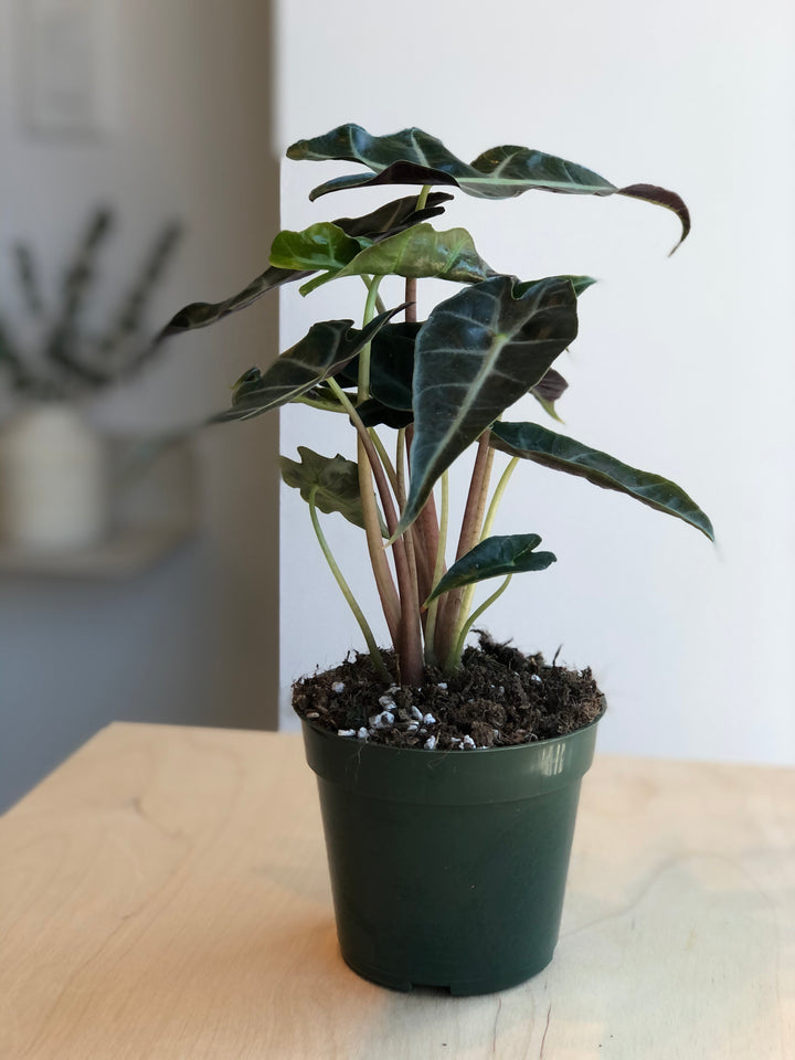 Alocasia Amazonica Polly - 4 in.