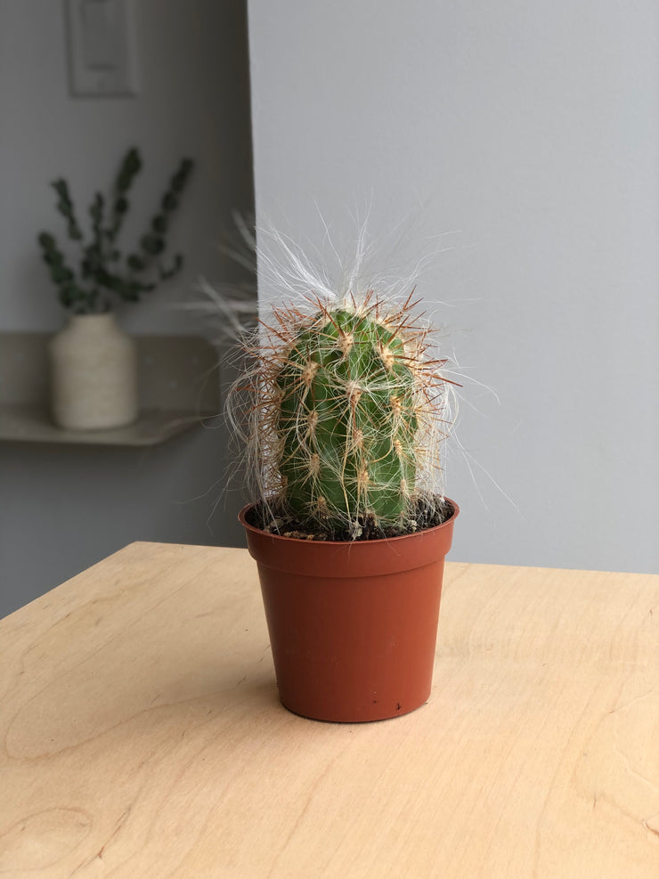 Cactus - 3.5 in