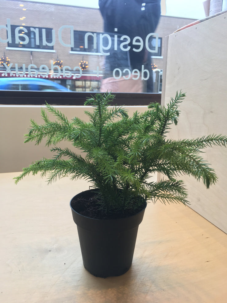 Norfolk Pine - 4"