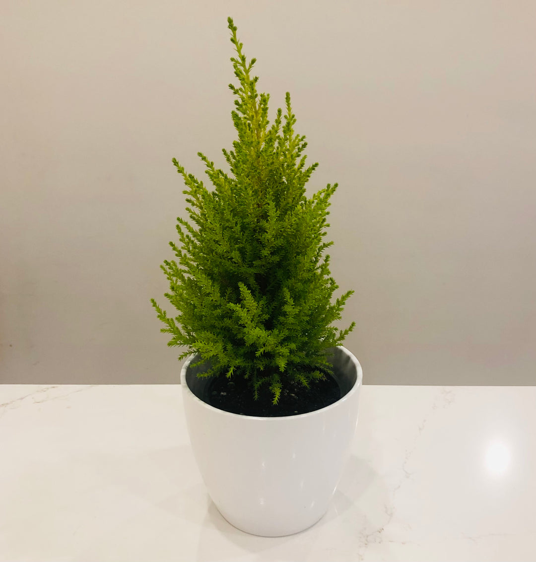 Goldcrest Cypress - 4.5 in.