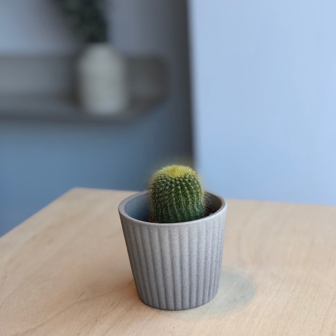 Cactus - 1.5 in