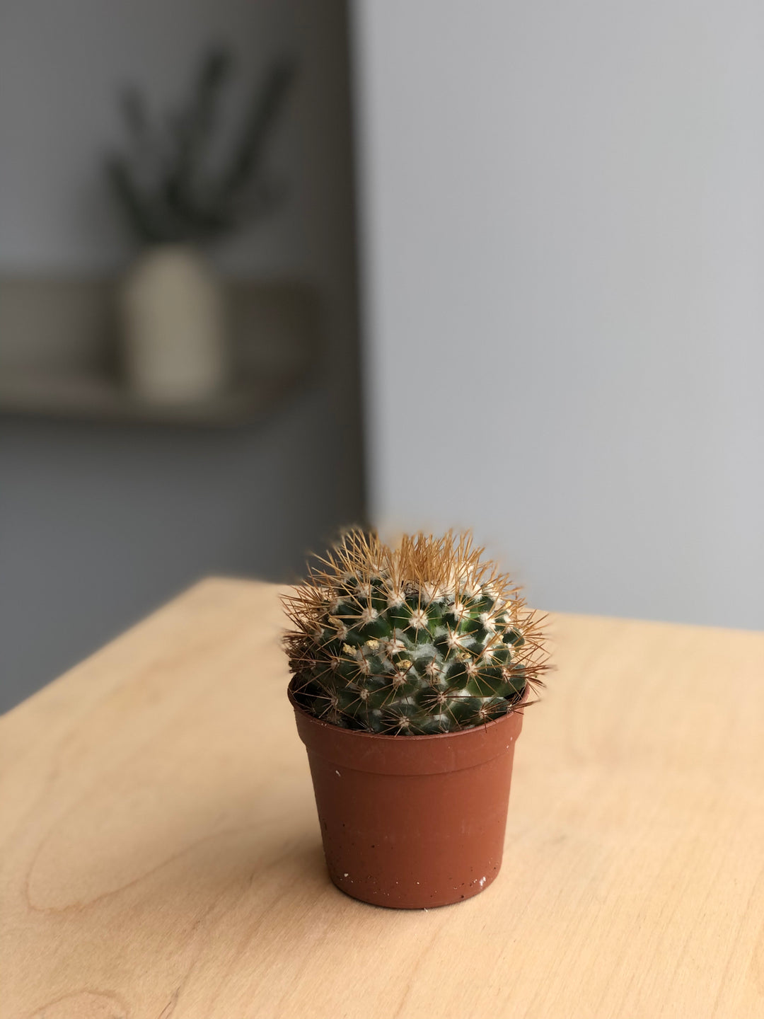 Cactus - Golden Barrel - 2.5 po