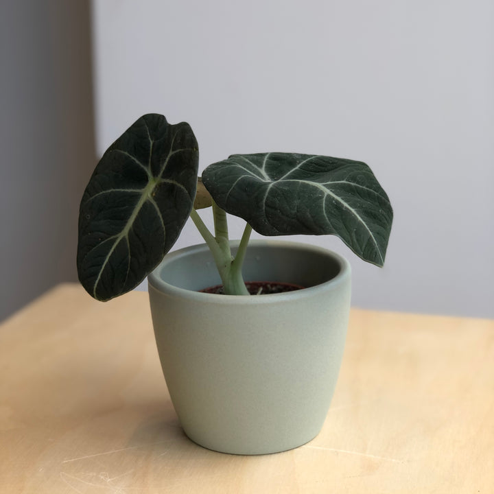 Alocasia Black Velvet - 2.5 in