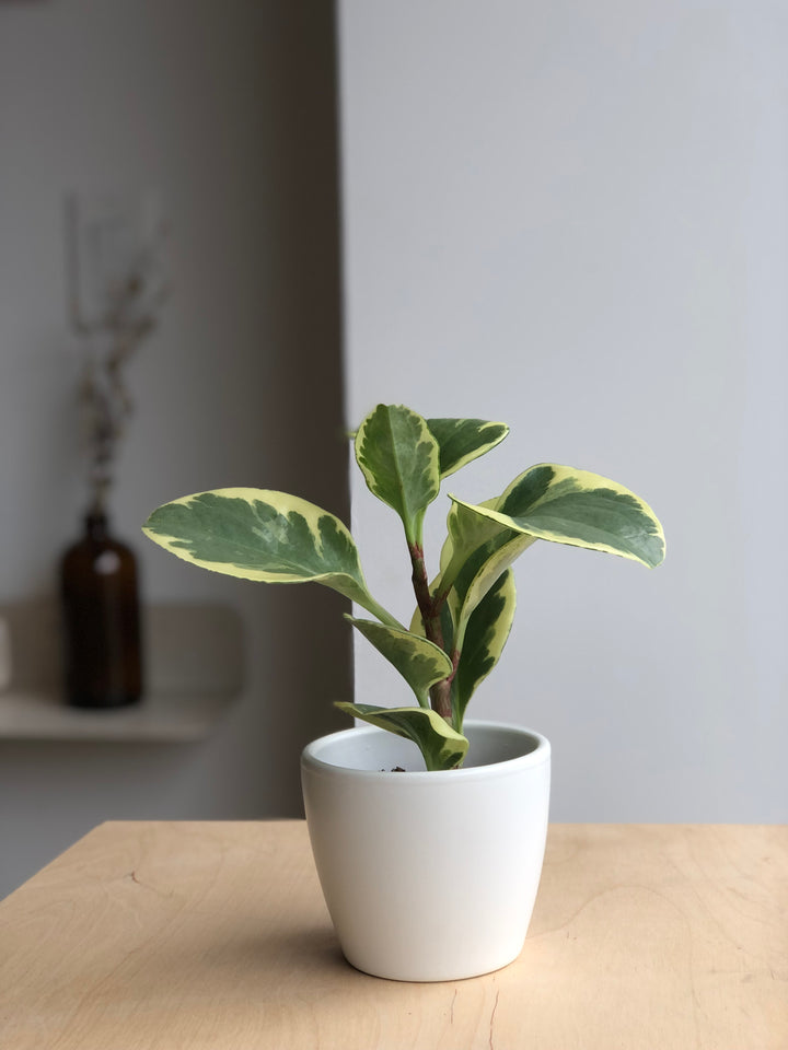 Peperomia Obtusifolia - 2.5 in