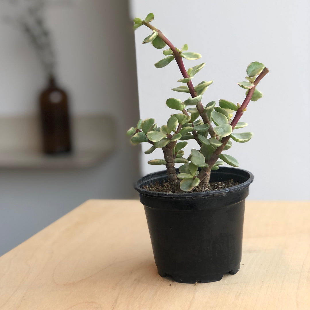 Succulentes variées - 4 po