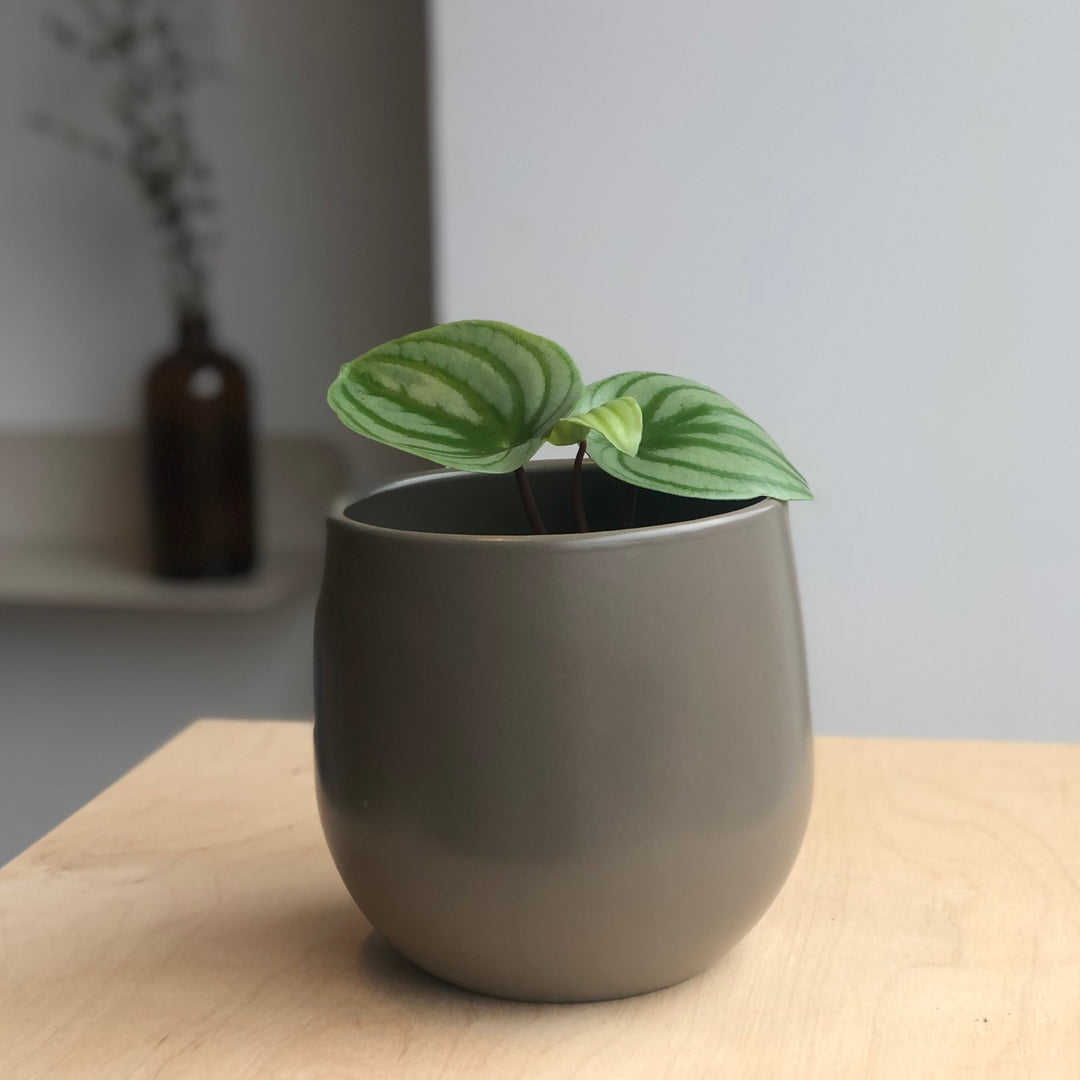 Peperomia Watermelon - 4 in