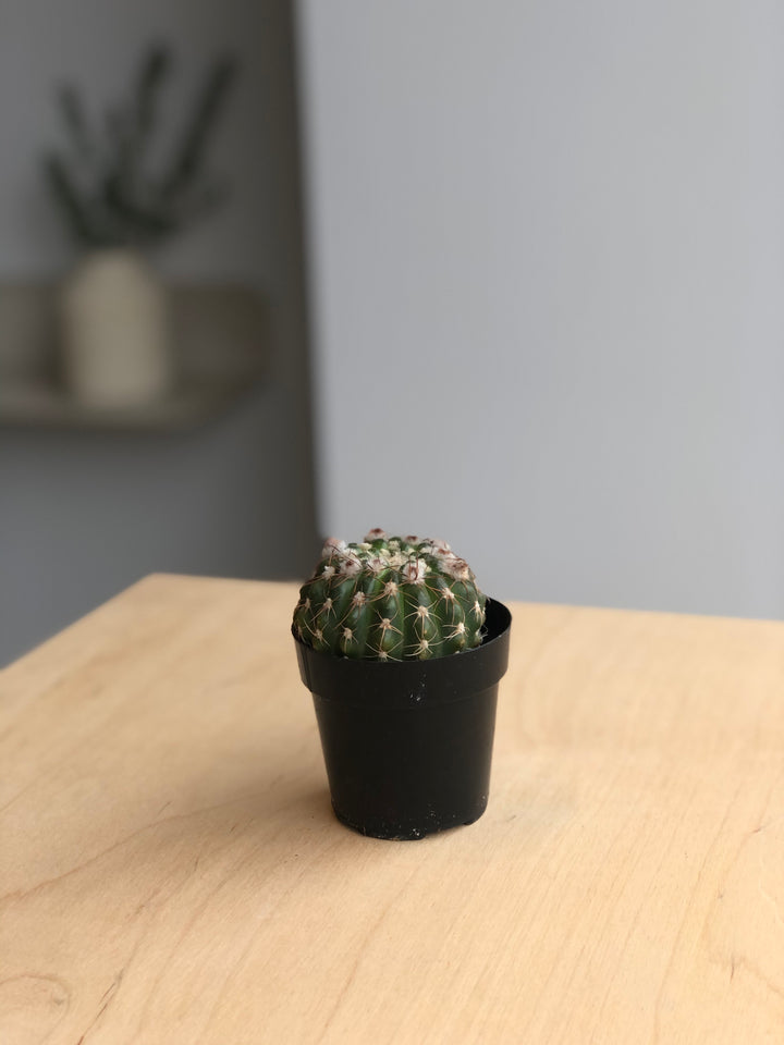 Cactus - 2.5 in