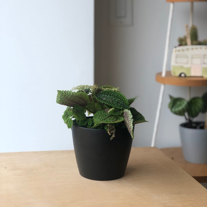 Pilea Moon Valley - 4 in. 