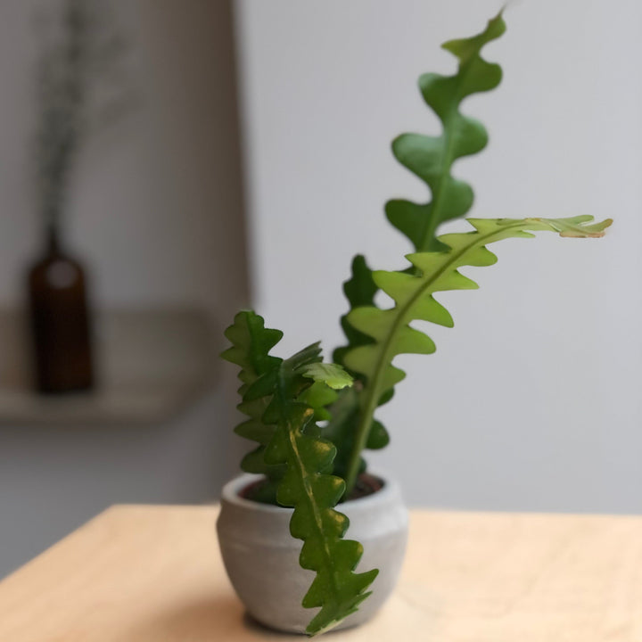 Zig Zag Cactus - 2.5 in