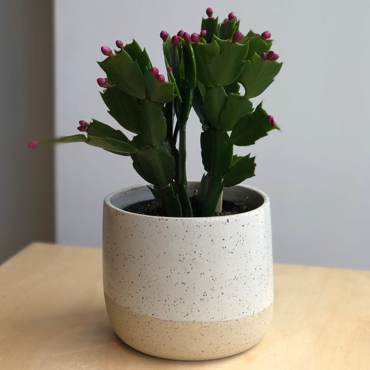 Cactus de Noël - 4 po