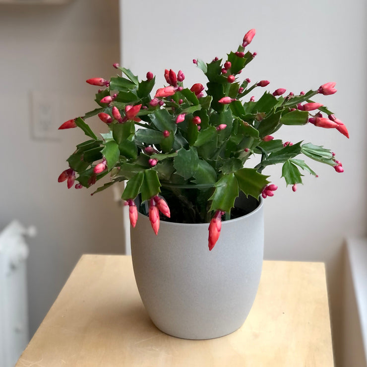 Christmas Cactus - 6 in