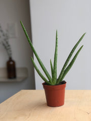 Aloe vera - 4 in
