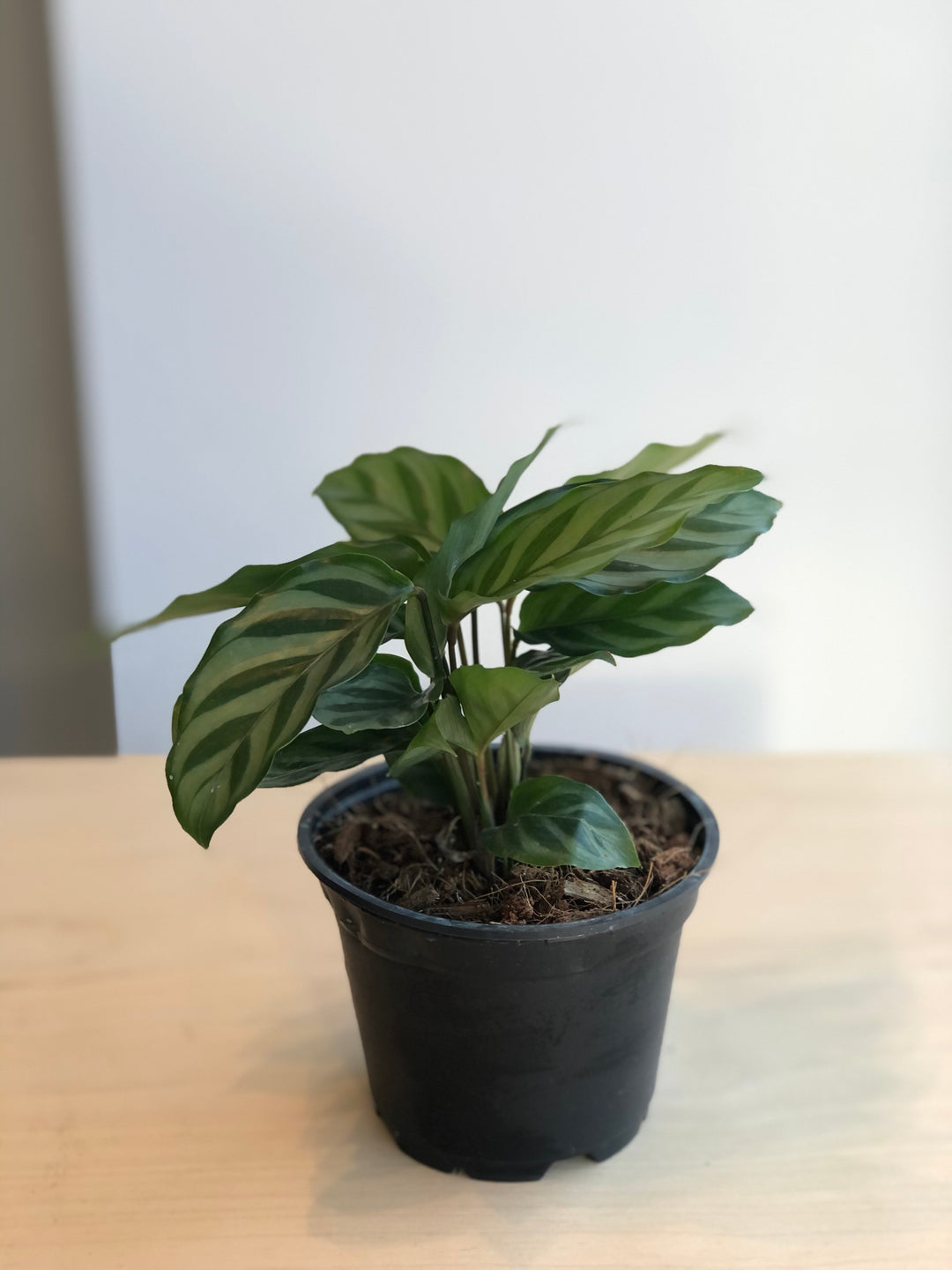 Calathea Makoyana - 4 in