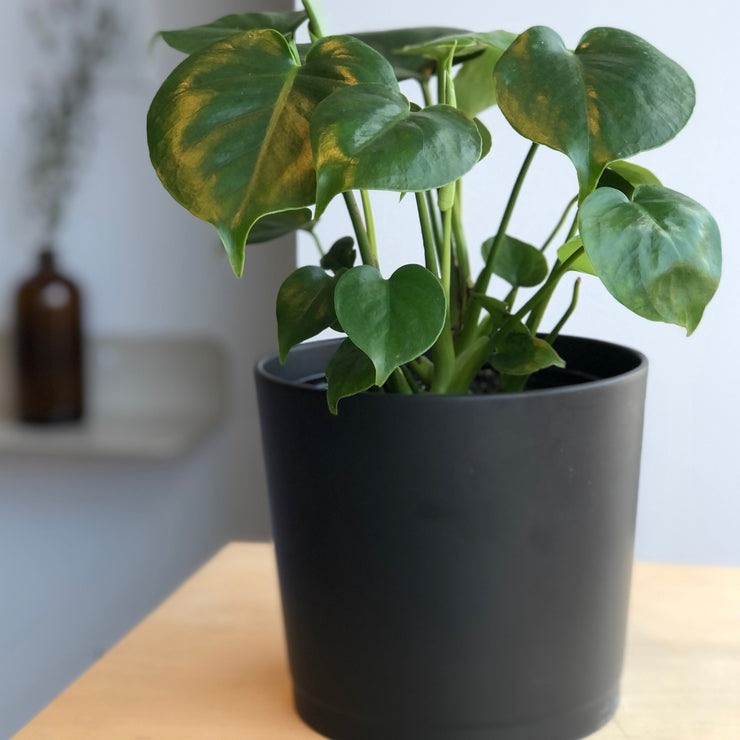 Philodendron Monstera - 6 in.