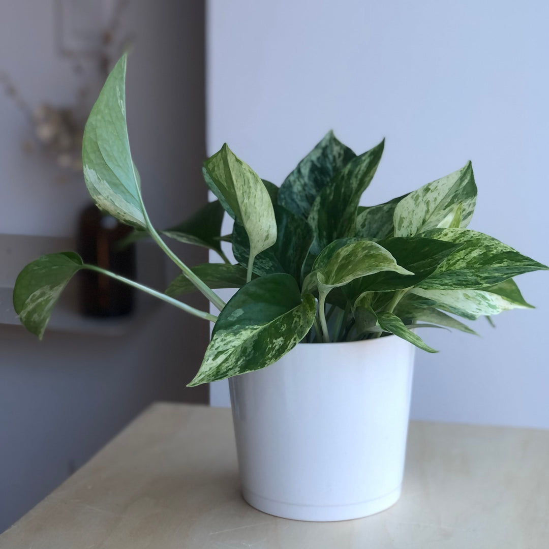 Pothos Marble Queen - 4 in