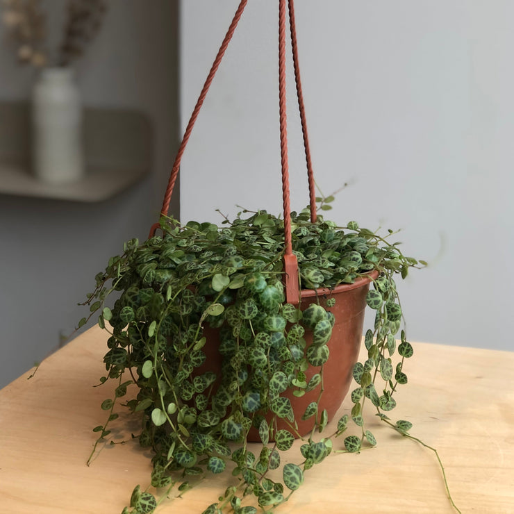 Peperomia Prostrata - String of turtles - 5 in