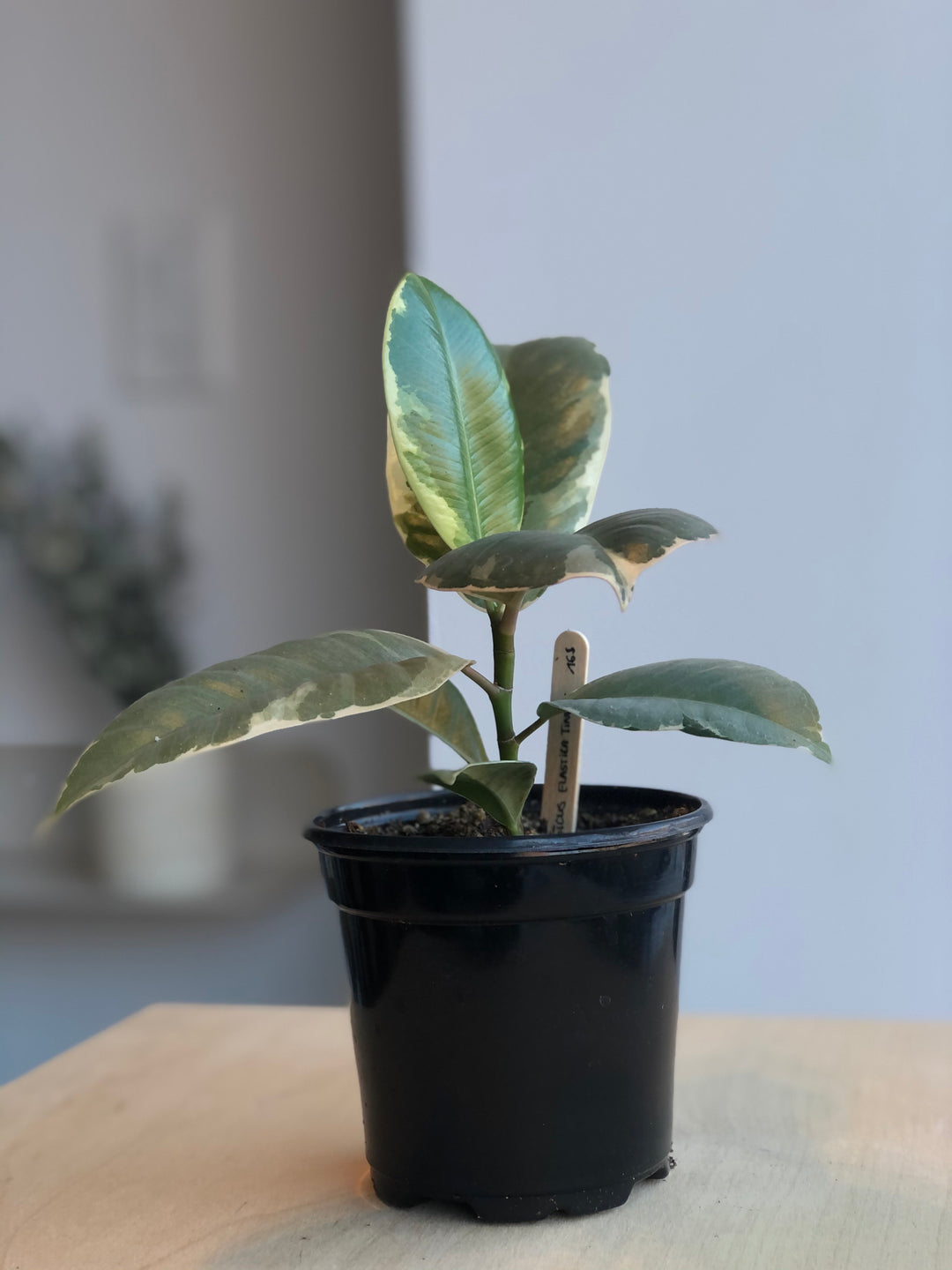 Ficus Elastica Tineke - 4 in