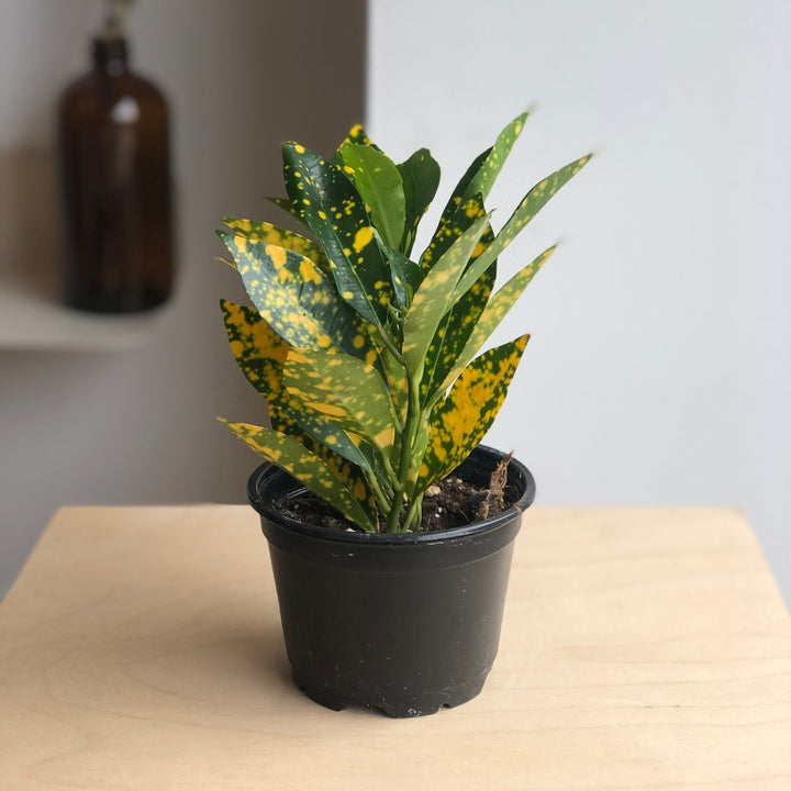 Croton Gold Dust - 3 in