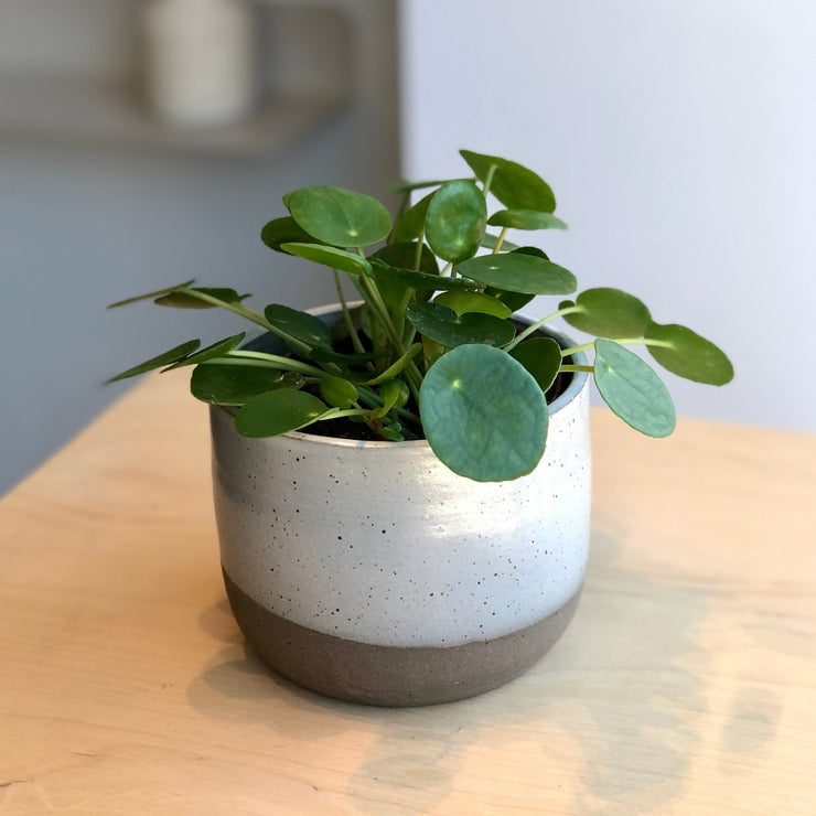 Pilea Money Tree - 4 in.