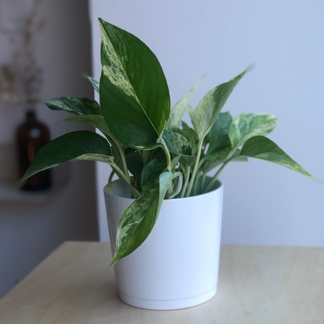 Pothos Marble Queen - 4 in