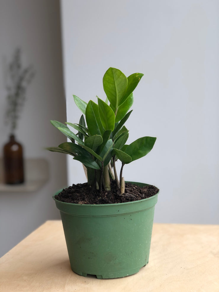 Zamioculcas Zamifolia Plante ZZ - 6 po