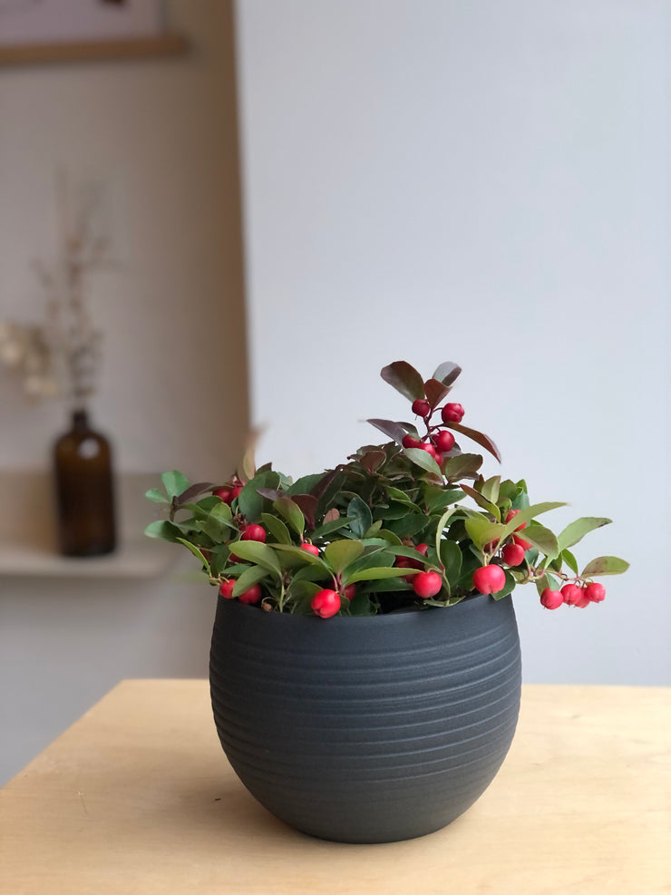 Gaultheria with red berries - 4 in