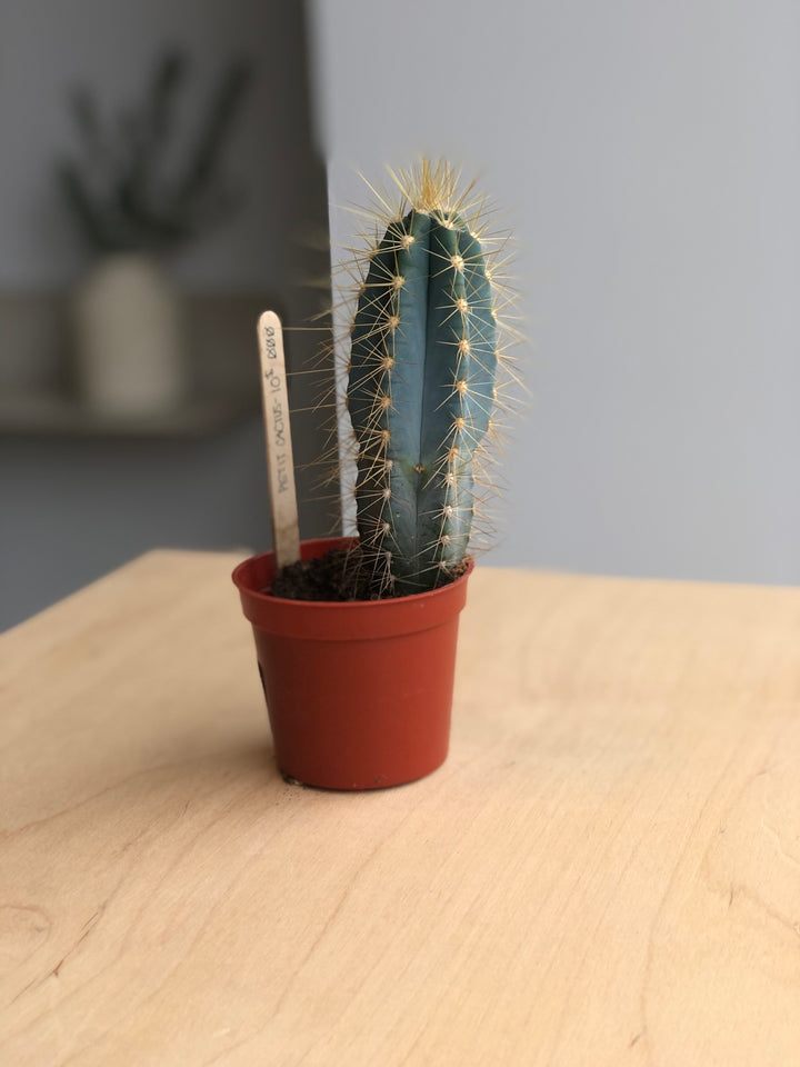 Cactus - 2.5 in