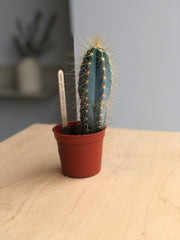 Cactus - 2.5 po