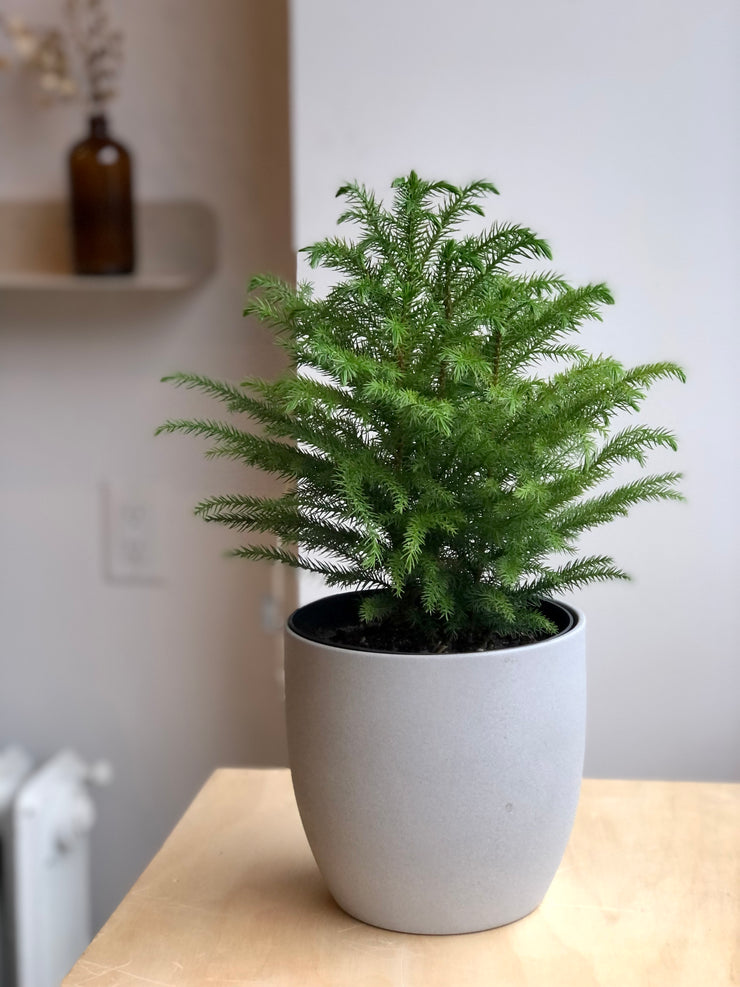 Norfolk Pine - 6"