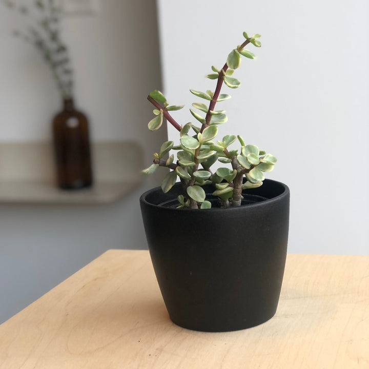 Succulentes variées - 4 po