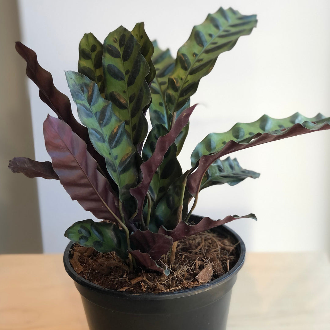 Calathea Lancifolia (Rattlesnake) - 6 po