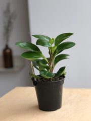 Peperomia Obtusifolia - 4 in