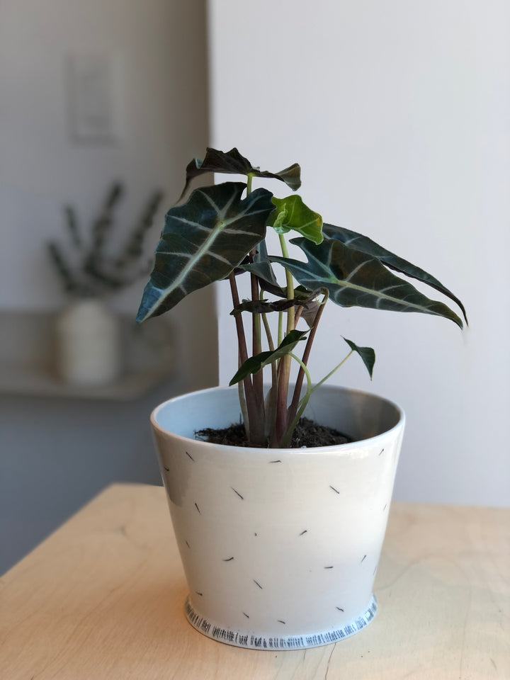 Alocasia Amazonica Polly - 4 in.