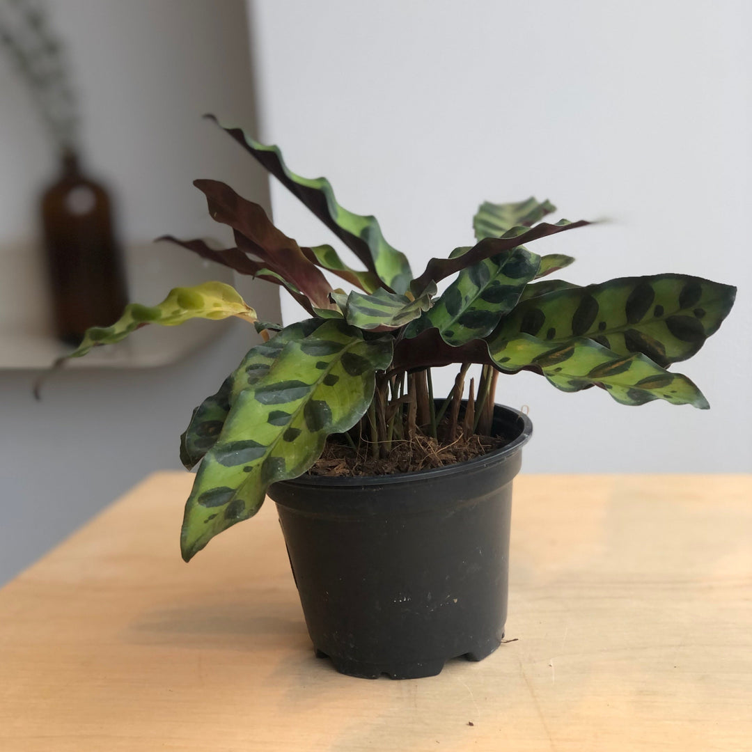 Calathea Lancifolia (Rattlesnake) - 4 in