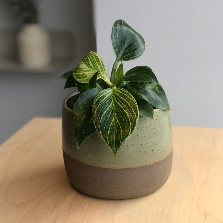 Philodendron Birkin - 4 in