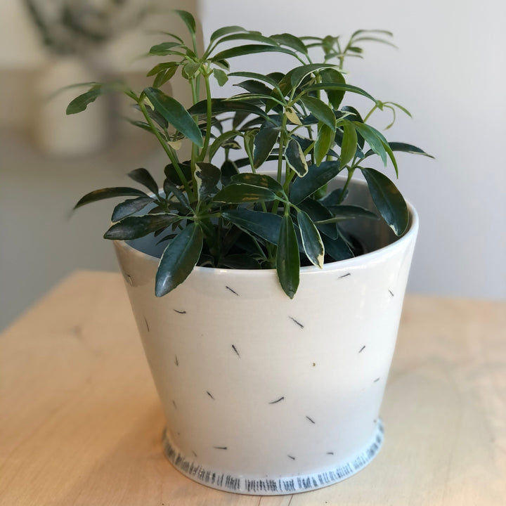 Schefflera Arboricola - 3 in