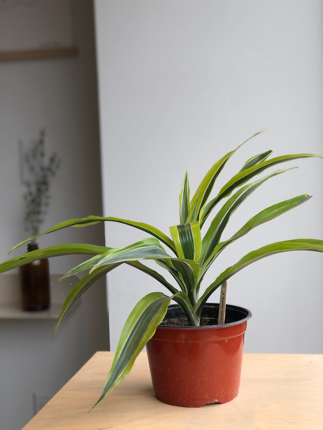 Dracaena Bicolor - 3 po