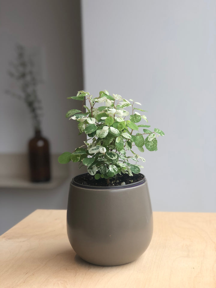 Breynia snow bush - 4 in