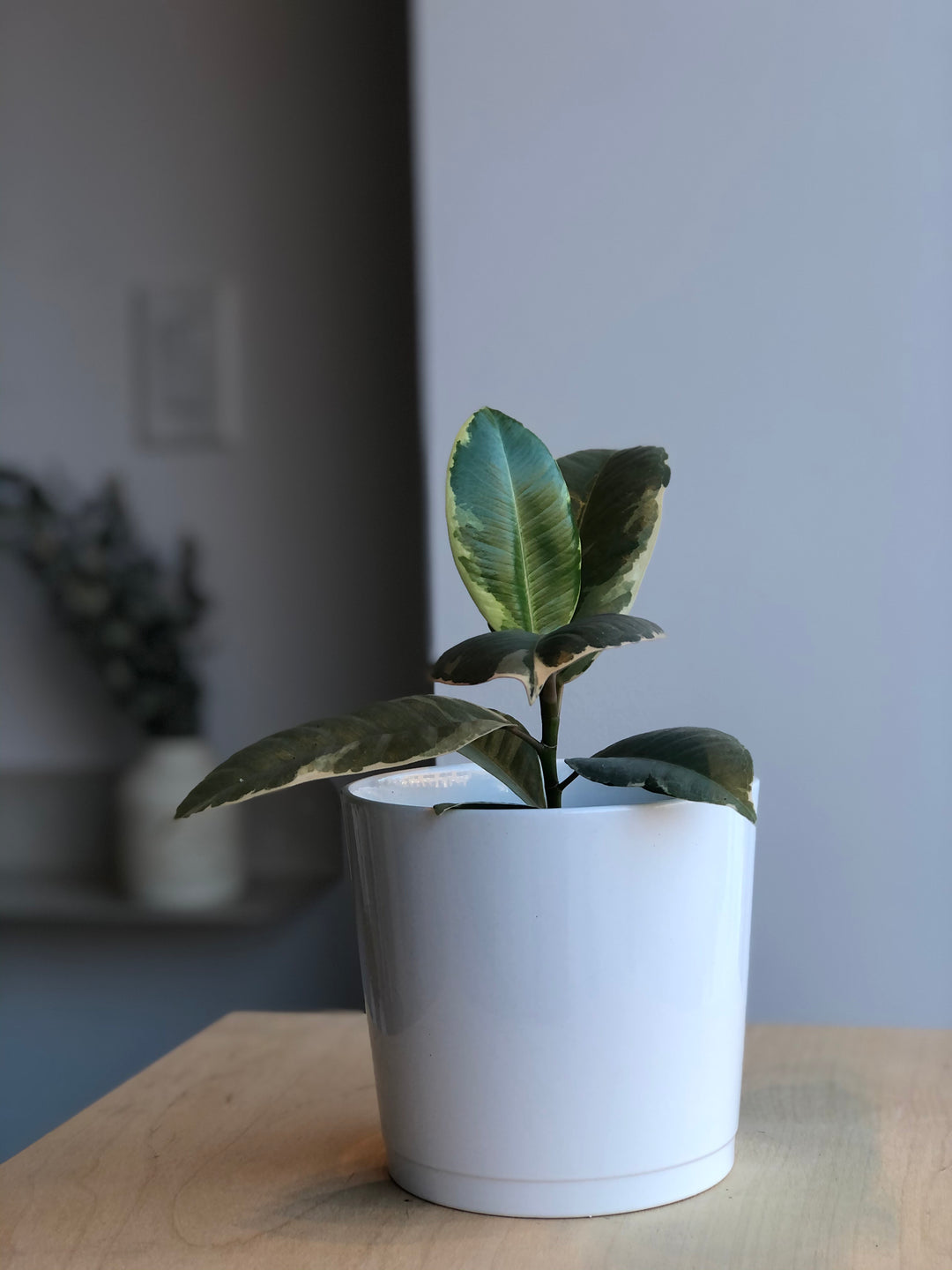 Ficus Elastica Tineke - 4 in