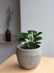 Peperomia Obtusifolia - 4 in