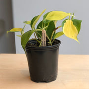 Philodendron Brazil - 4 in