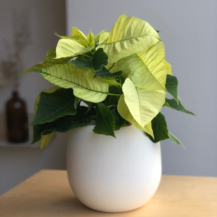 Poinsettia - White - 4.5 in