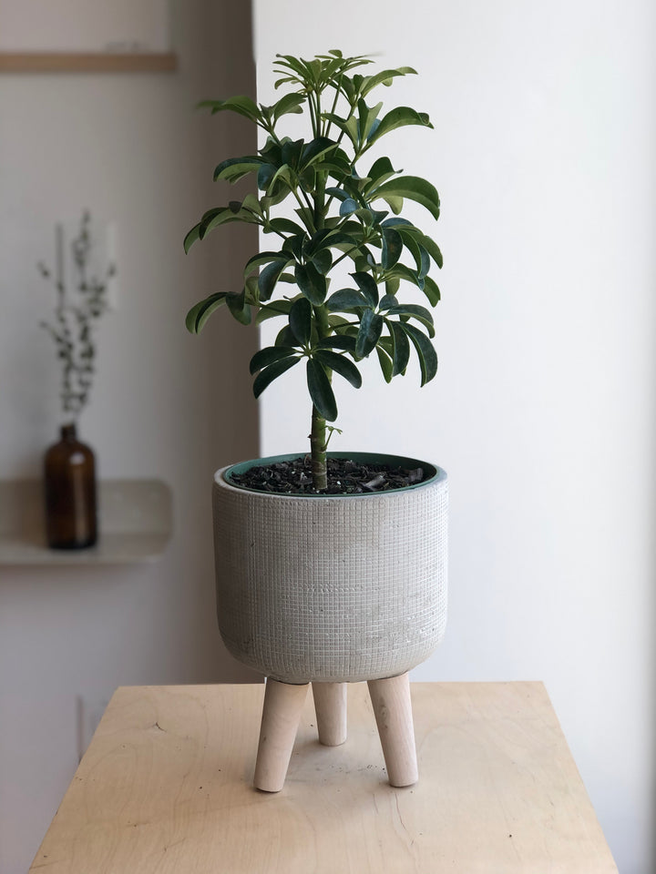 Schefflera Arboricola  - 8 po